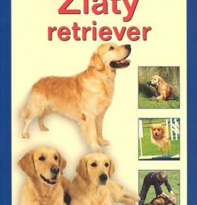 Zlatý retriever - Bernard Bargh