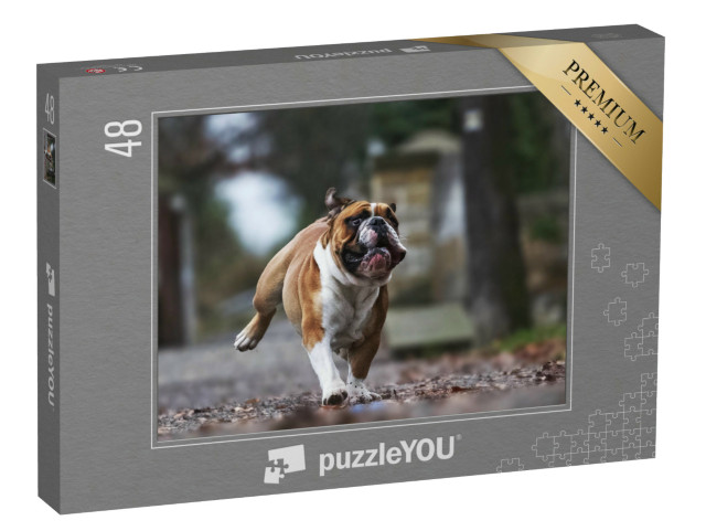 puzzle 48 dílků „Legrační buldok v plném běhu“