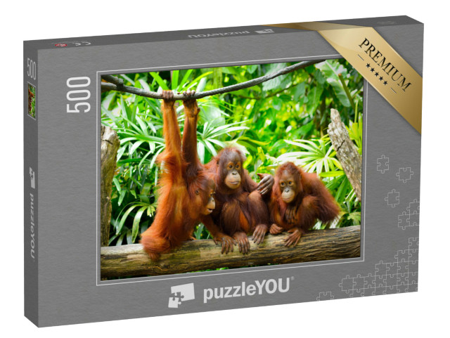 puzzle 500 dílků „Orangutani zblízka“